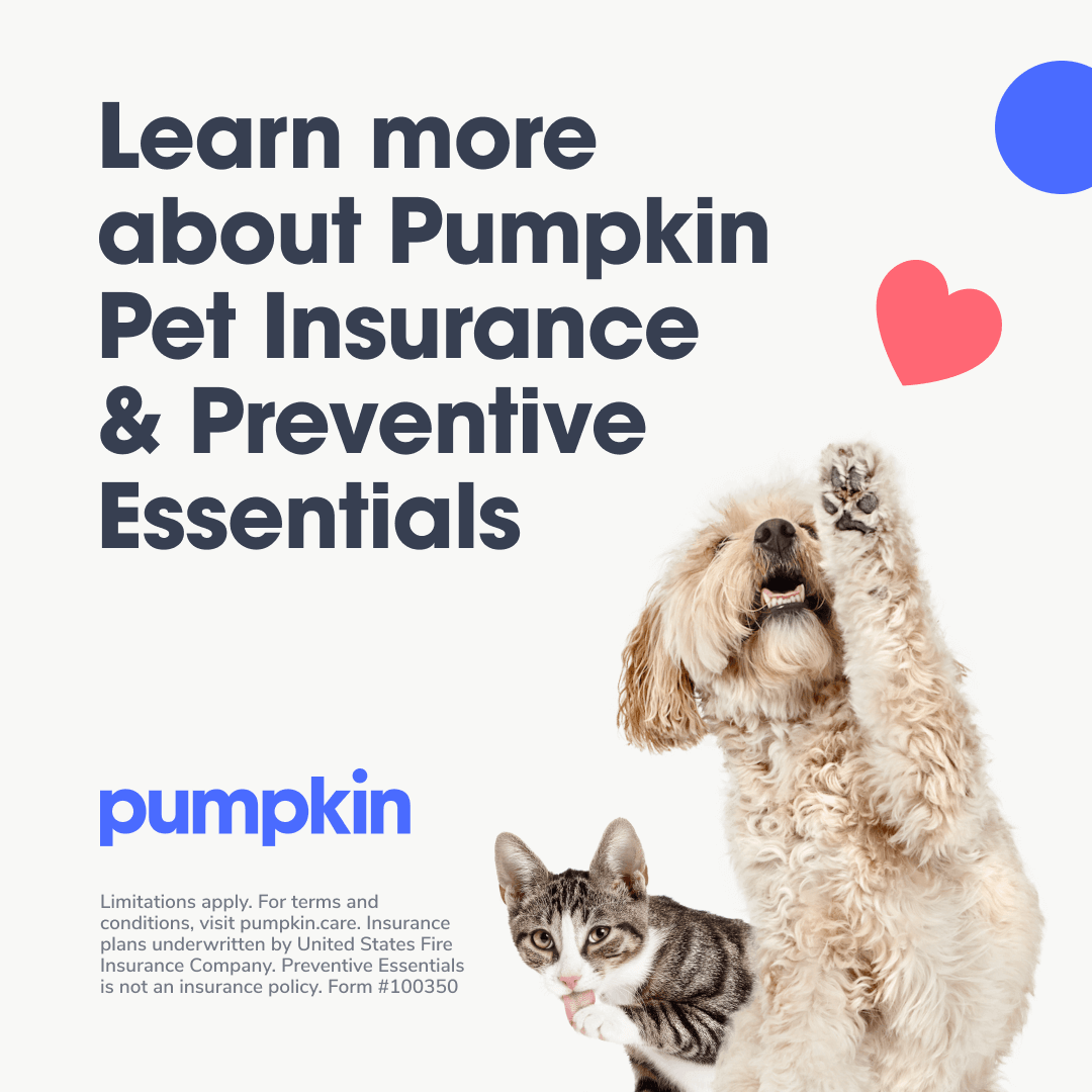 pet insurance with pumpkin