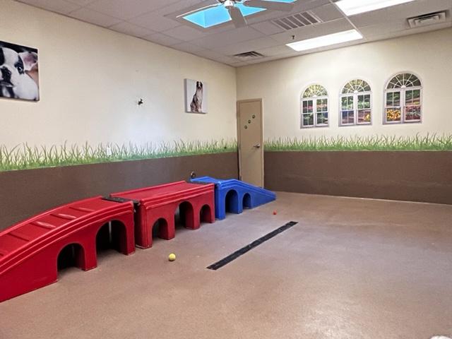 Small dog daycare room