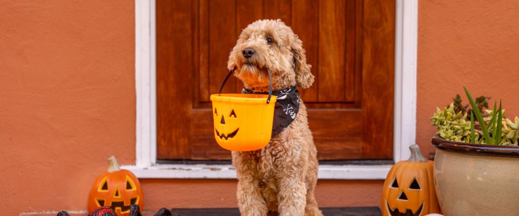 8 Easy Pet Costume Ideas for Pets Who Don’t Like Dressing Up