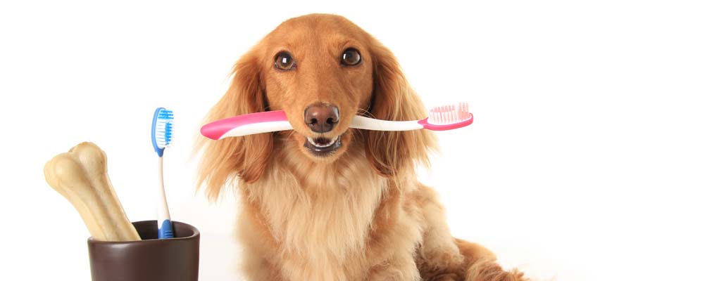 best dog toothbrush and paste