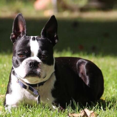 when does a boston terrier mature