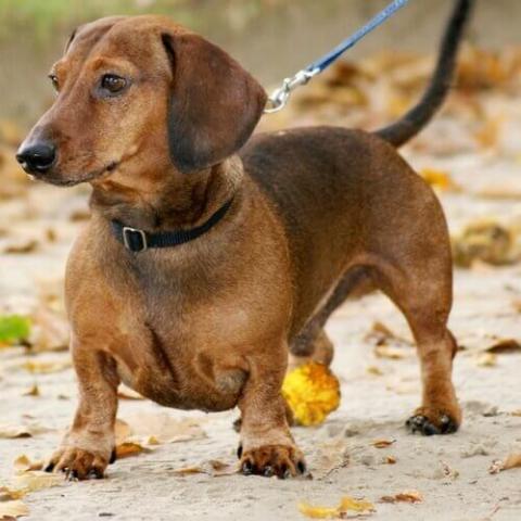 Show me cheap a dachshund