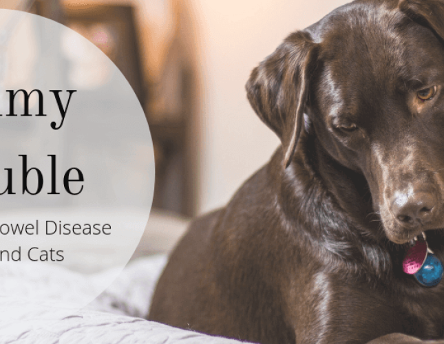 Tummy Trouble: Inflammatory Bowel Disease in Dogs and Cats