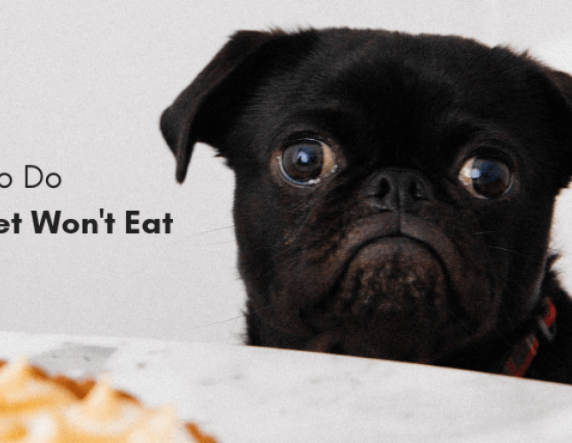 What to Do When Your Pet Won’t Eat