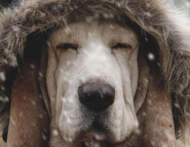 Super Sweaters, Bombastic Booties &amp; Other Winter Tips For Your Dog