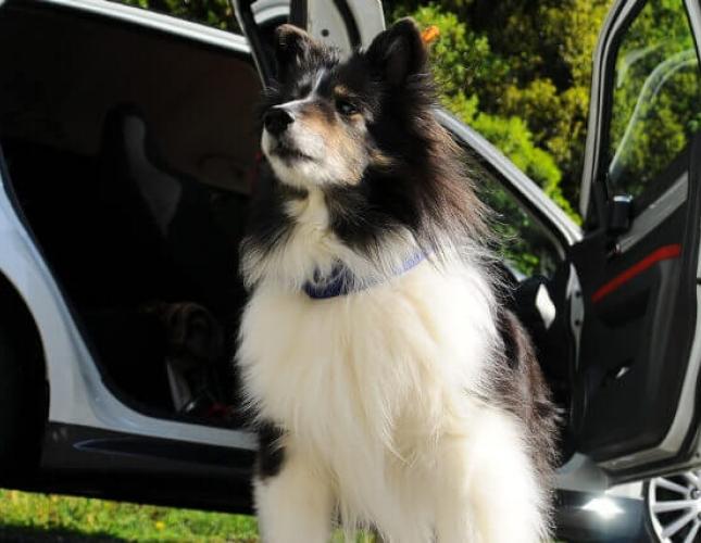 On the Road: Car Travel Tips for Dogs