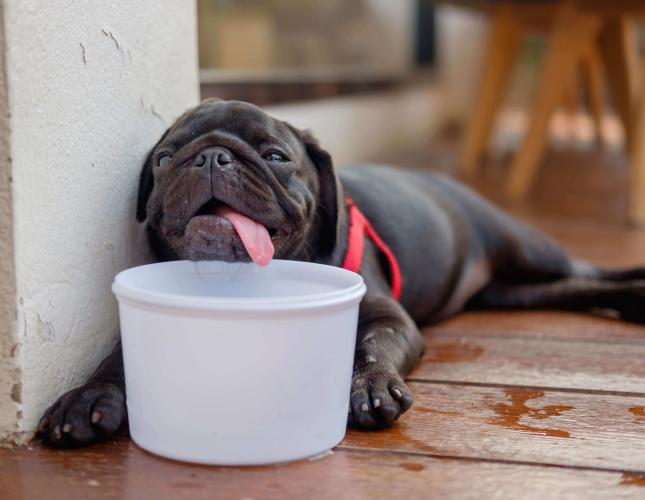 Hot Tips On How to Prevent Heatstroke in Dogs