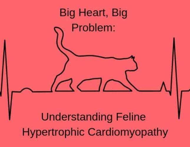 Big Heart, Big Problem: Understanding Feline Hypertrophic Cardiomyopathy