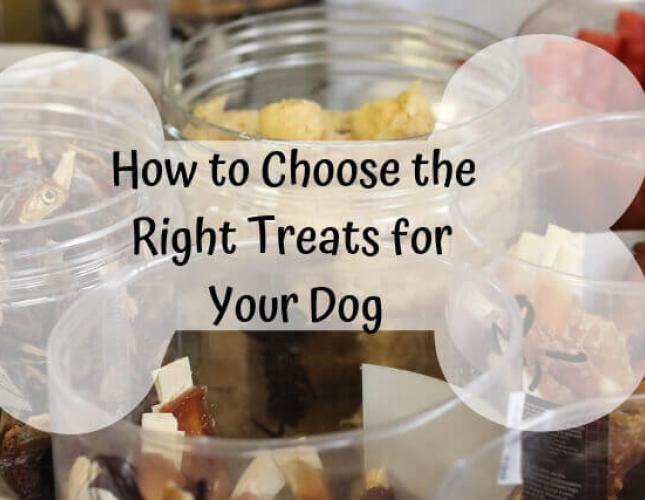 How to Choose the Right Treats for Your Dog