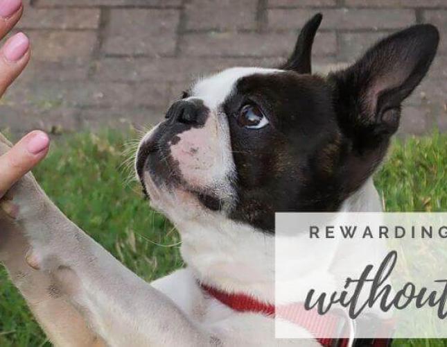 Rewarding Your Dog Without Treats