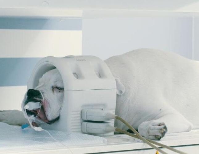 Understanding CT Scans in Veterinary Care