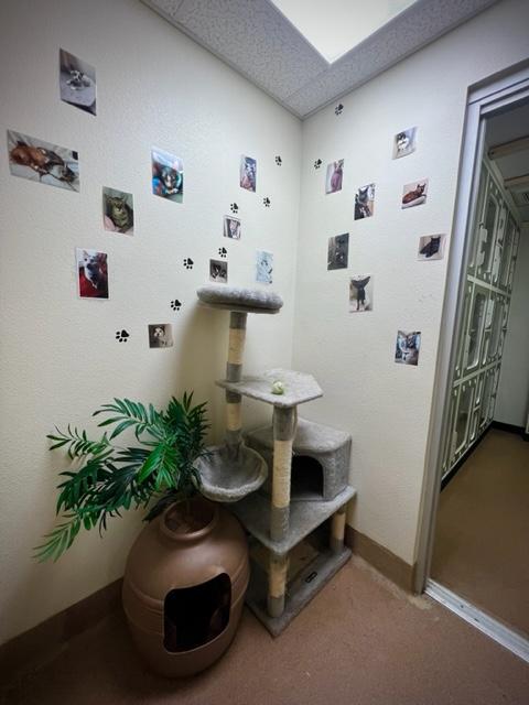 Cat Boarding Area