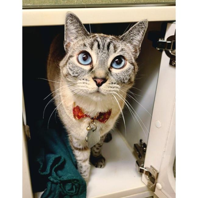 Dapper cat boarding