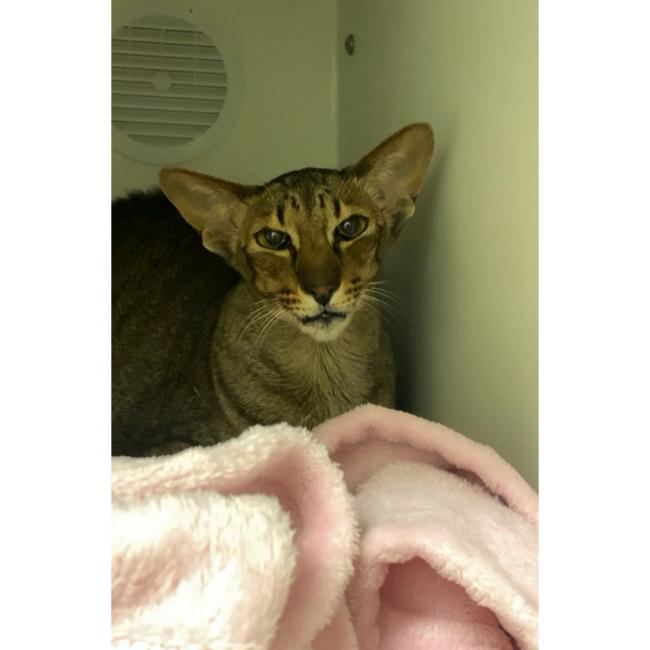 Oriental shorthair cat boarding