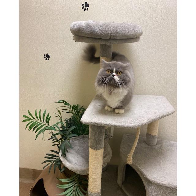 Smokey on the cat tree