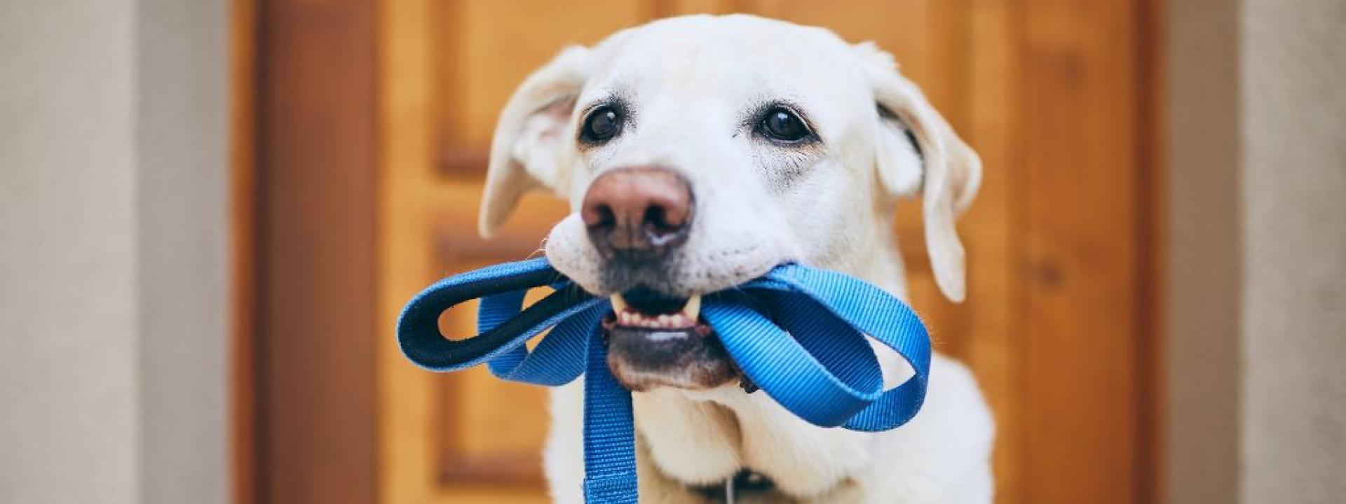 The Ultimate Guide to Dog Walking Gear